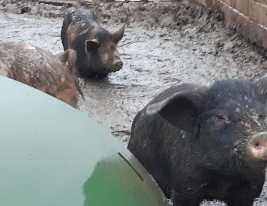 Pigs found living without proper bedding or wallow conditions during repeated Trading Standards inspections.