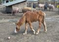 An underfed horse discovered during inspections at Greengage Farm where officers reported serious welfare concerns