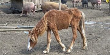 An underfed horse discovered during inspections at Greengage Farm where officers reported serious welfare concerns