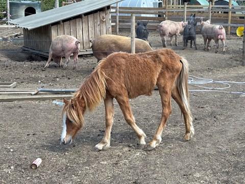 An underfed horse discovered during inspections at Greengage Farm where officers reported serious welfare concerns